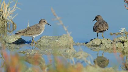Sarıbacaklı kumkuşu