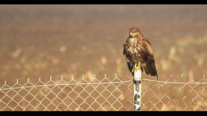Common Buzzard