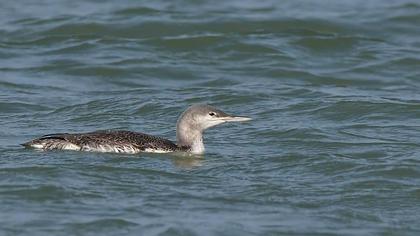 Kızılgerdanlı dalgıç