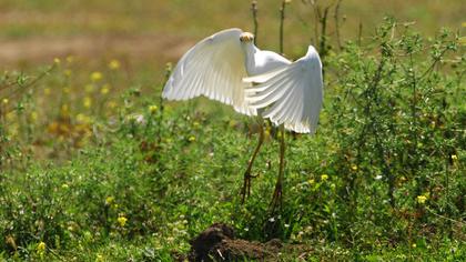 Great Egret