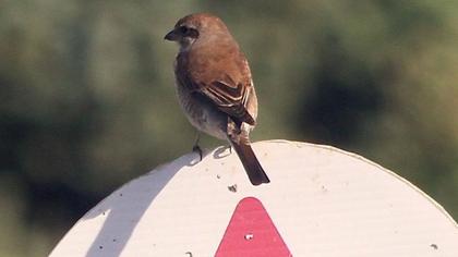 Kızılsırtlı örümcekkuşu