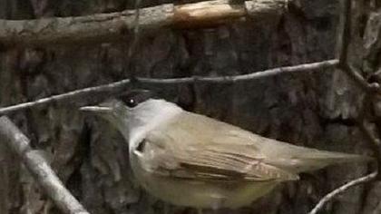 Karabaşlı ötleğen