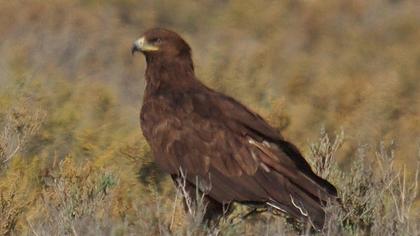 Büyük orman kartalı