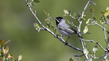 Karaboğazlı ötleğen