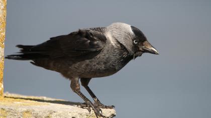 Western Jackdaw