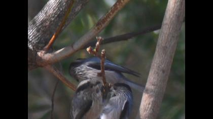 Long-tailed Tit