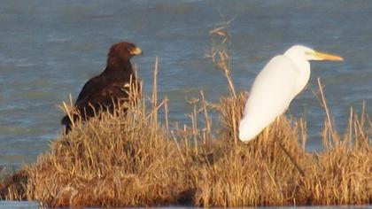 Büyük orman kartalı
