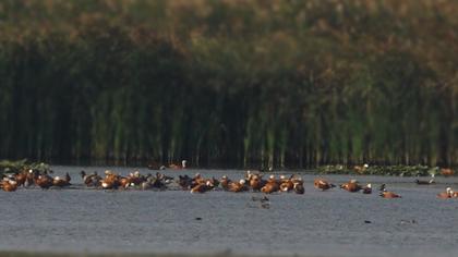 Ruddy Shelduck
