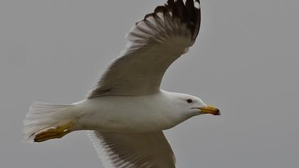 Van gölü martısı