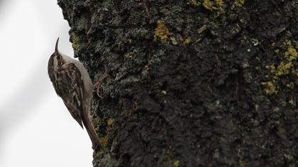 Orman tırmaşıkkuşu
