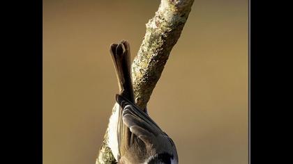 Kayın baştankarası