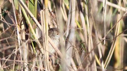 Dikkuyruklu ötleğen