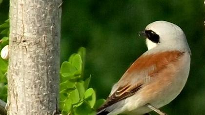 Kızılsırtlı örümcekkuşu