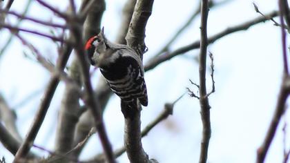 Küçük ağaçkakan