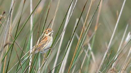 Bataklık Kirazkuşu