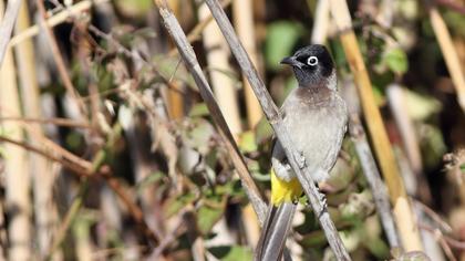 White-spectacled Bulbul