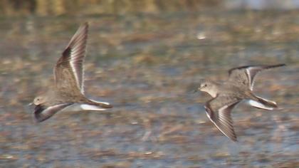 Sarıbacaklı kumkuşu