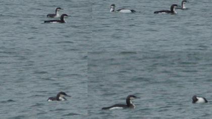 Karagerdanlı dalgıç