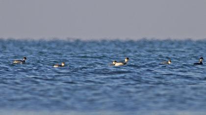 Karaboyunlu batağan