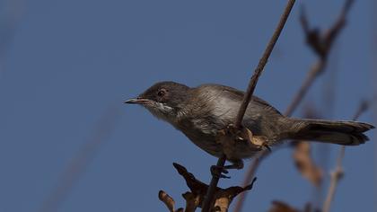 Sardinian Warbler