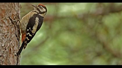 Orman alaca ağaçkakanı