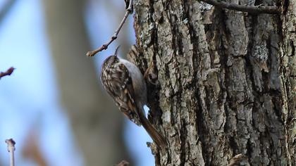 Orman tırmaşıkkuşu