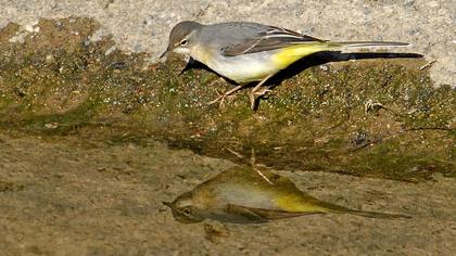 Dağ kuyruksallayanı