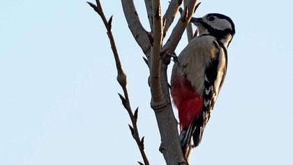 Orman alaca ağaçkakanı
