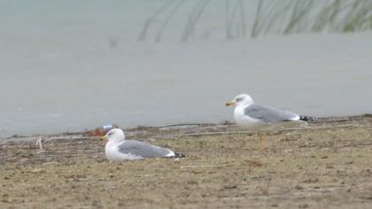 Van gölü martısı