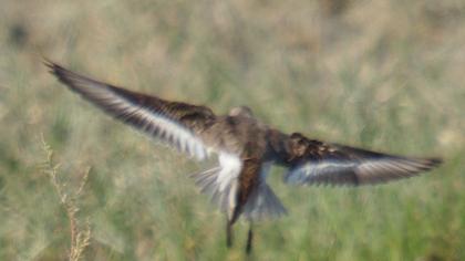 Sarıbacaklı kumkuşu
