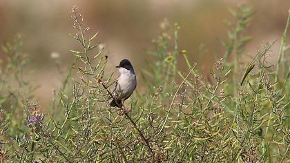 Pembegöğüslü ötleğen