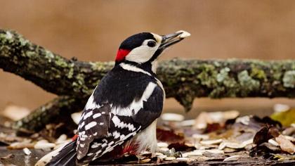 Orman alaca ağaçkakanı