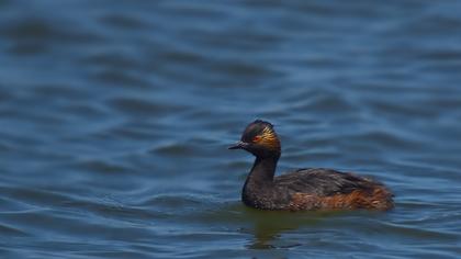 Karaboyunlu batağan