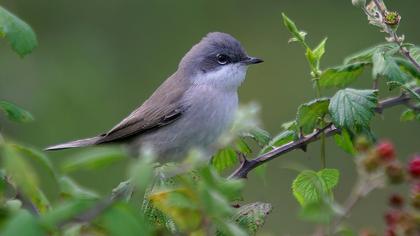 Küçük akgerdanlı ötleğen
