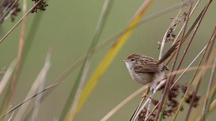 Dikkuyruklu ötleğen