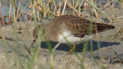 Sarıbacaklı kumkuşu