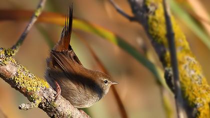 Cetti`s Warbler
