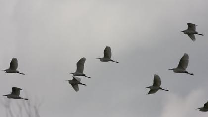 Küçük ak balıkçıl