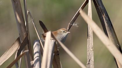 Kamışbülbülü