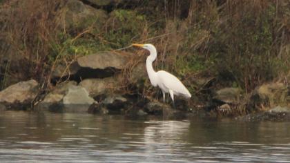 Büyük ak balıkçıl