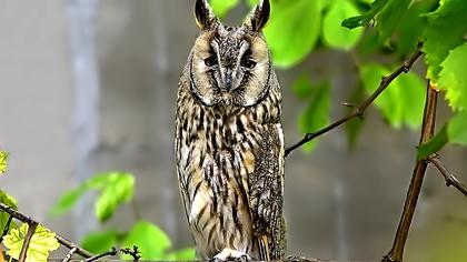 Kulaklı orman baykuşu