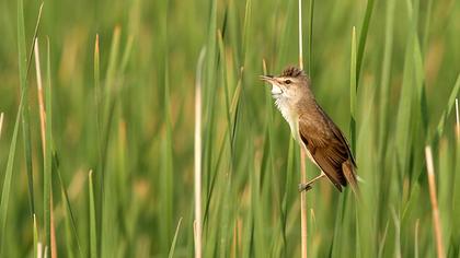 Büyük kamışçın