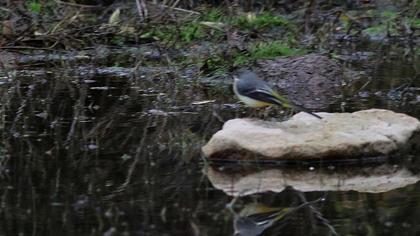 Dağ kuyruksallayanı