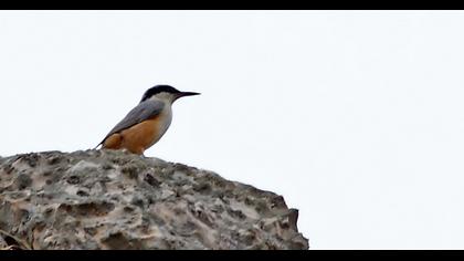 Büyük kaya sıvacısı