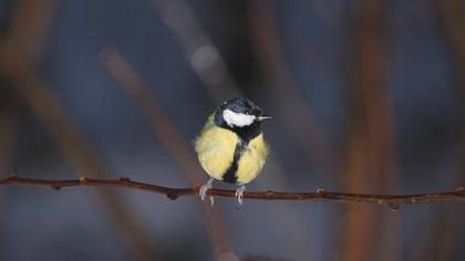 Great Tit