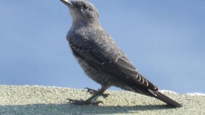 Blue Rock Thrush