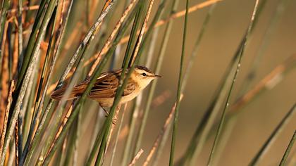 Kındıra kamışçını