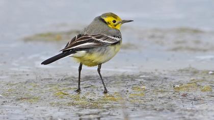 Sarıbaşlı kuyruksallayan