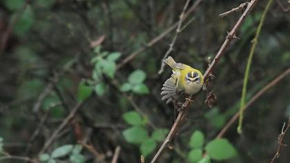 Sürmeli çalıkuşu