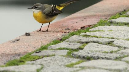 Dağ kuyruksallayanı